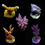 Micronesian Assorted Summer SPS Coral Frag 5 Pack, Aquacultured ORA® Micronesian Assorted Summer SPS Coral Frag 5 Pack, Aquacultured ORA®